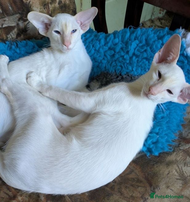 Siamese cats Red Point Siamese kitten for sale. - Advert 1