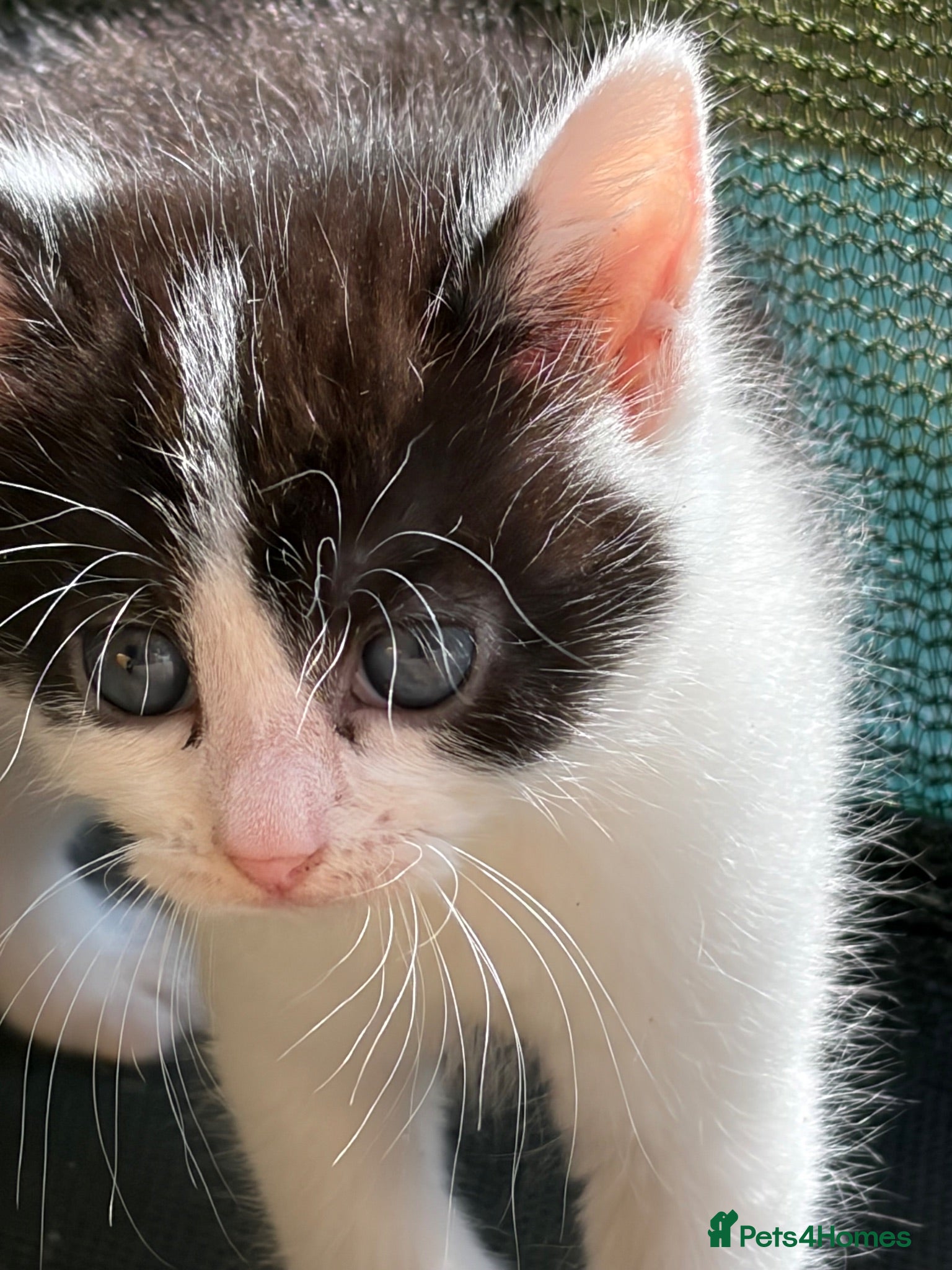 Mixed Breed cats     Healthy Playful Kittens - Advert 1