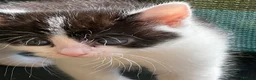 Mixed Breed cats for sale:     Healthy Playful Kittens - Advert 1