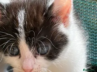 Mixed Breed cats Healthy Playful Kittens - Advert 1