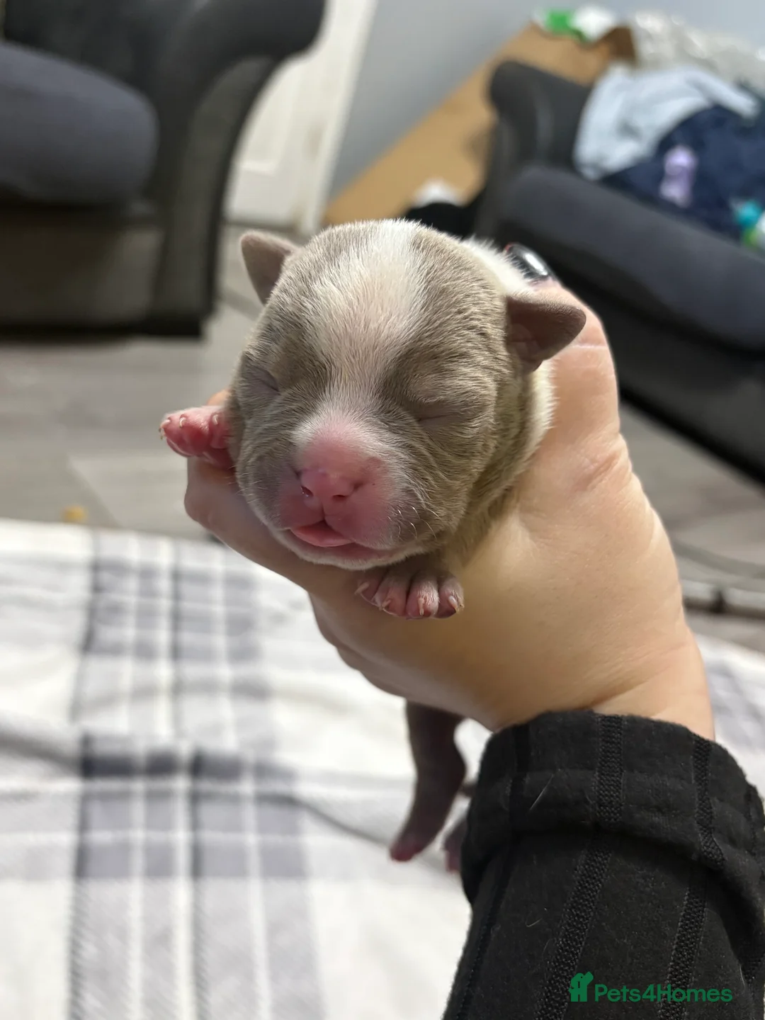 American Bully dogs for sale: Pocket bully’s  in Cradley Heath - Advert 23