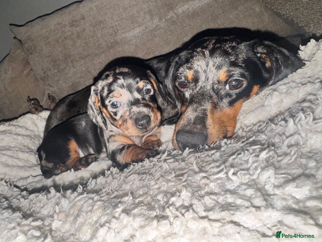 Dachshund dogs for sale: Miniature dapple dachshunds 5 puppies  - Advert 18