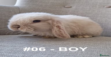 Mini Lop rabbits - Advert 6
