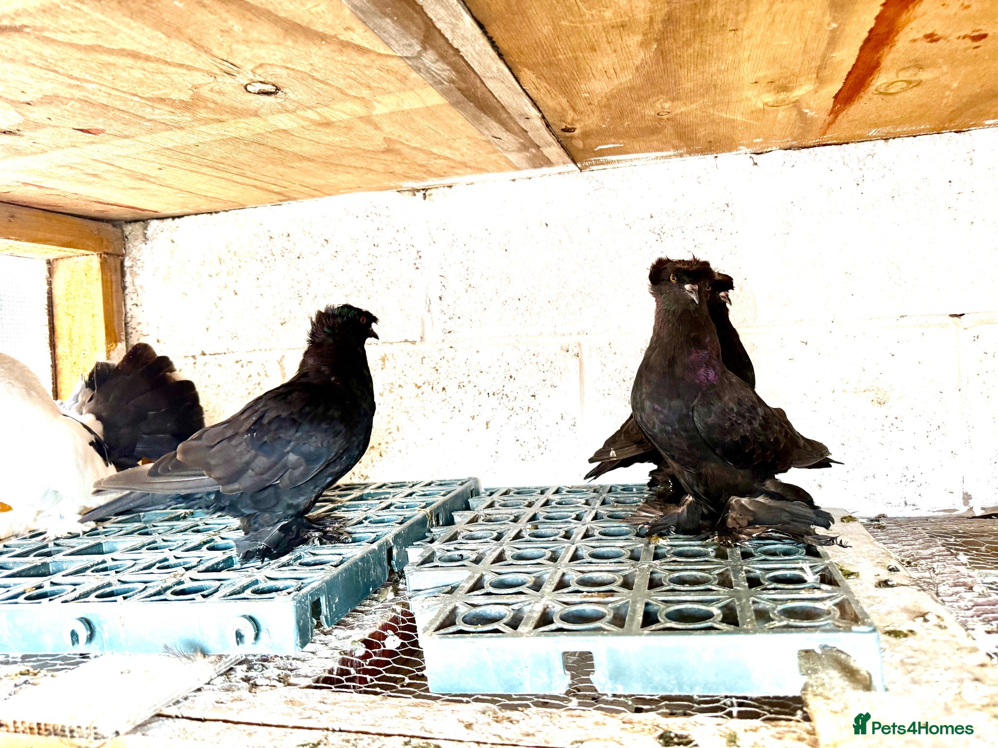 Pigeons birds Double crested trumpeters Pairs for sale  - Advert 7