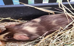 Guinea Pig rodents for sale: 2 seperated male guinea pigs - Image 6