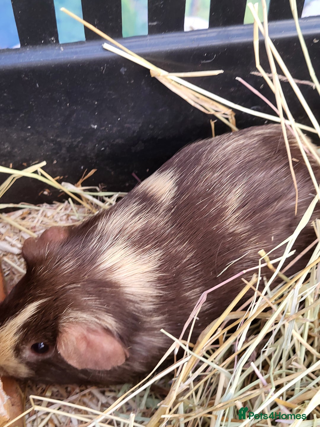 Guinea Pig rodents for sale: 2 seperated male guinea pigs - Image 6