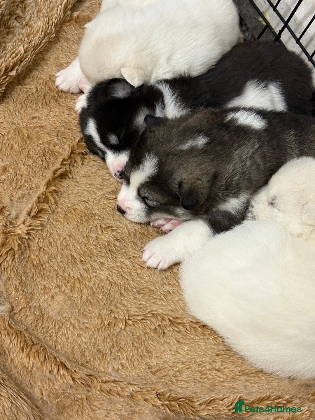 Mixed Breed dogs for sale: Samsky puppies - Advert 3