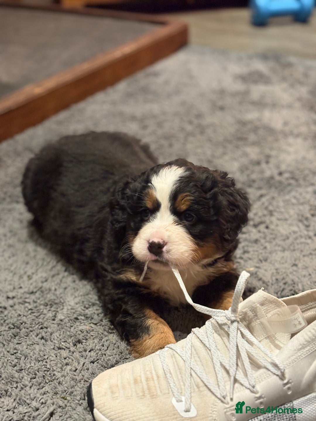 Bernese Mountain Dog dogs for sale: Beautiful Bernese Mountain puppies  - Advert 9