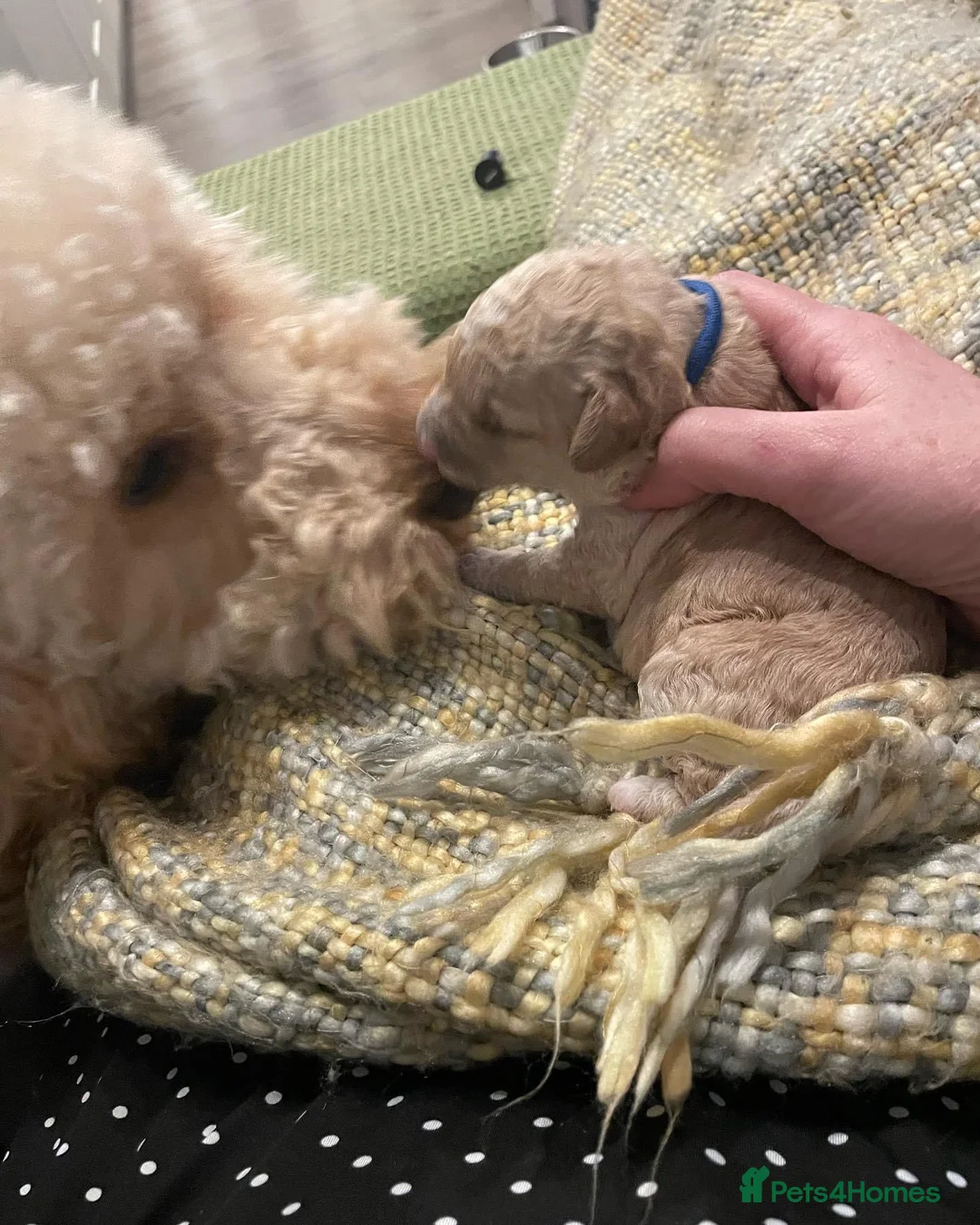 Poodle dogs for stud: FOR STUD Moyen Poodle (proven)  in Northampton - Advert 28