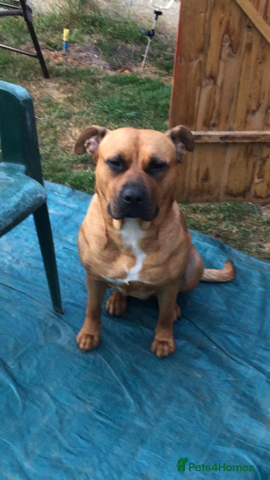 American Bull Staffy dogs for sale: Female American staffy for sale  - Image 1