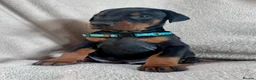 Dobermann dogs for sale: Health tested European puppies  - Advert 27