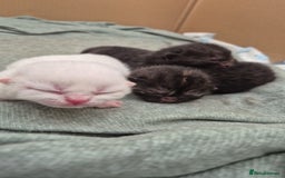 British Shorthair cats for sale: Beautiful Tortoiseshell and White pure BSH - Image 2