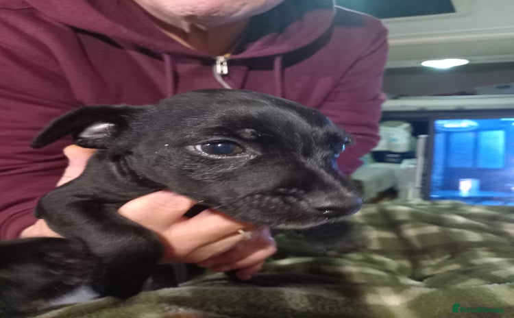 Patterdale Terrier dogs Patterdale puppies, good strong pups, home bred. - Advert 4