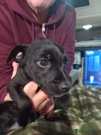 Patterdale Terrier dogs Patterdale puppies, good strong pups, home bred. - Advert 8