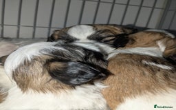 Shih Tzu dogs for sale: Shih Tzu puppies  - Image 2