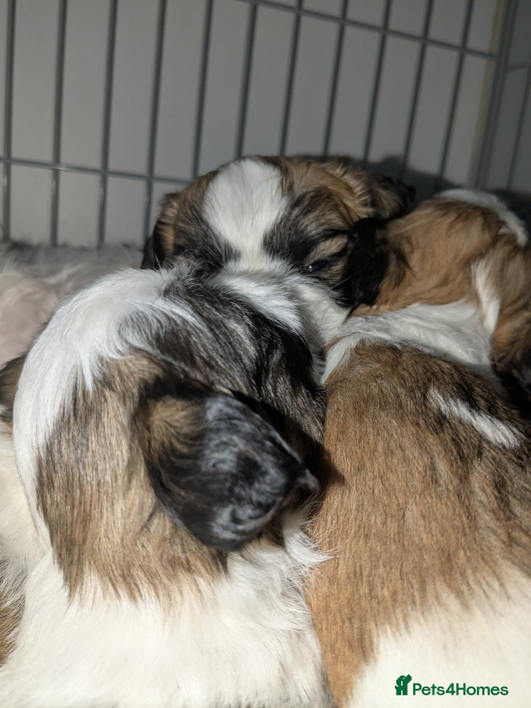 Shih Tzu dogs for sale: Shih Tzu puppies  - Image 2