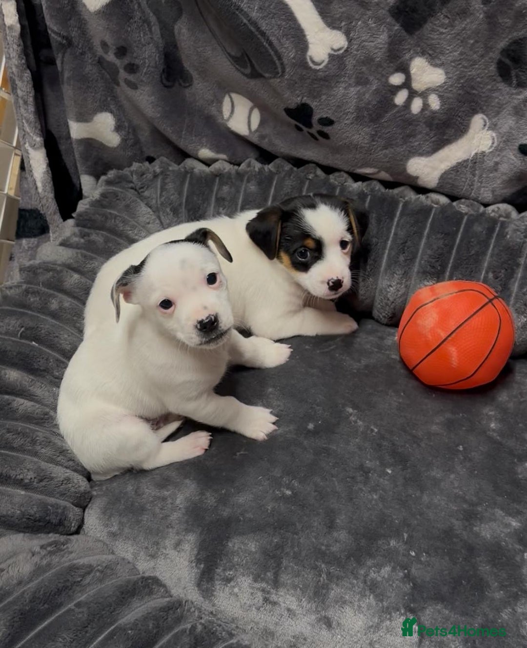 Jack Russell dogs for sale: Jack Russell puppies - Advert 4