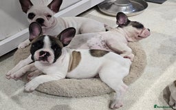 French Bulldog dogs for sale: Adorable Frenchie Puppies Seeking Forever Homes - Image 33