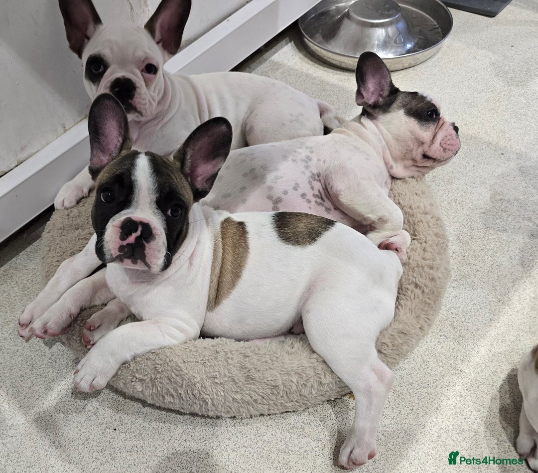 French Bulldog dogs for sale: Adorable Frenchie Puppies Seeking Forever Homes - Image 33