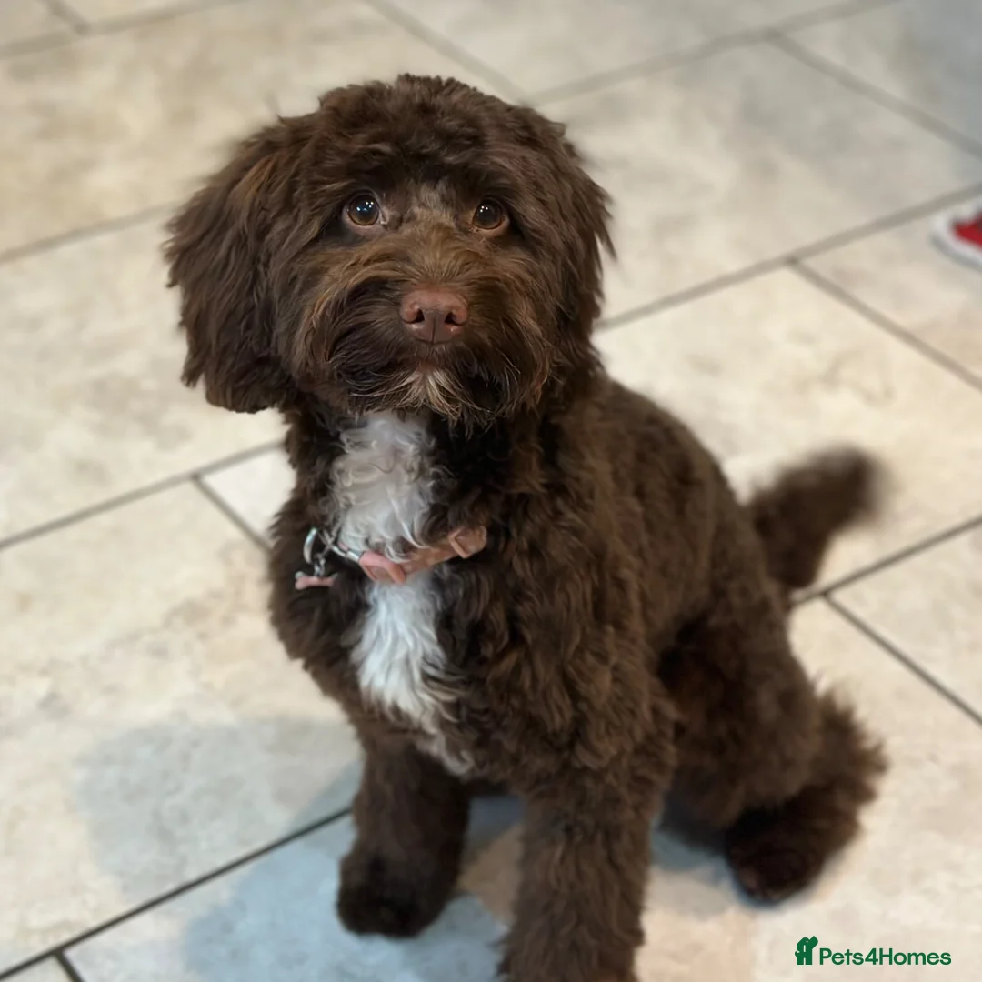 Cockapoo dogs for sale: F1 Mini Cockapoo, Looking for Forever Family  - Advert 1