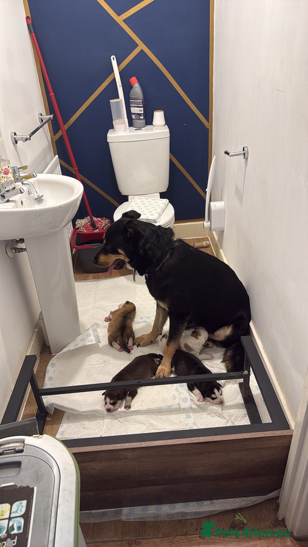 Mixed Breed dogs Miss Brooklyn Cole - Advert 16