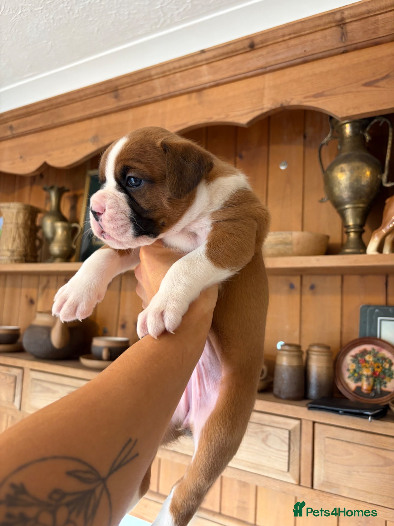 Boxer dogs Boxer puppies kc reg one GIRl left red flashy  - Advert 5