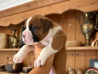 Boxer dogs Boxer puppies kc reg one GIRl left red flashy - Advert 5