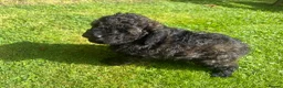 Cavapoo dogs for sale: CavapooF1b Girl Parents Extensively Health Tested  - Advert 2