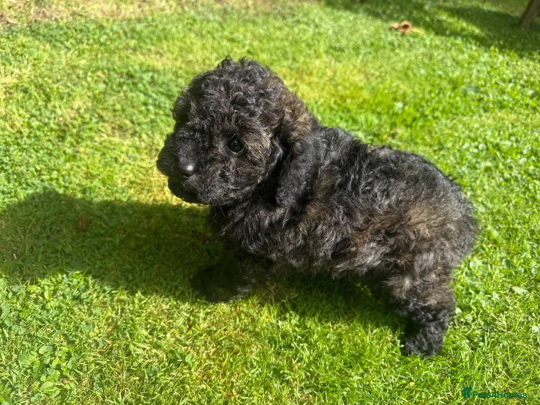 Cavapoo dogs for sale: CavapooF1b Girl Parents Extensively Health Tested  - Advert 2