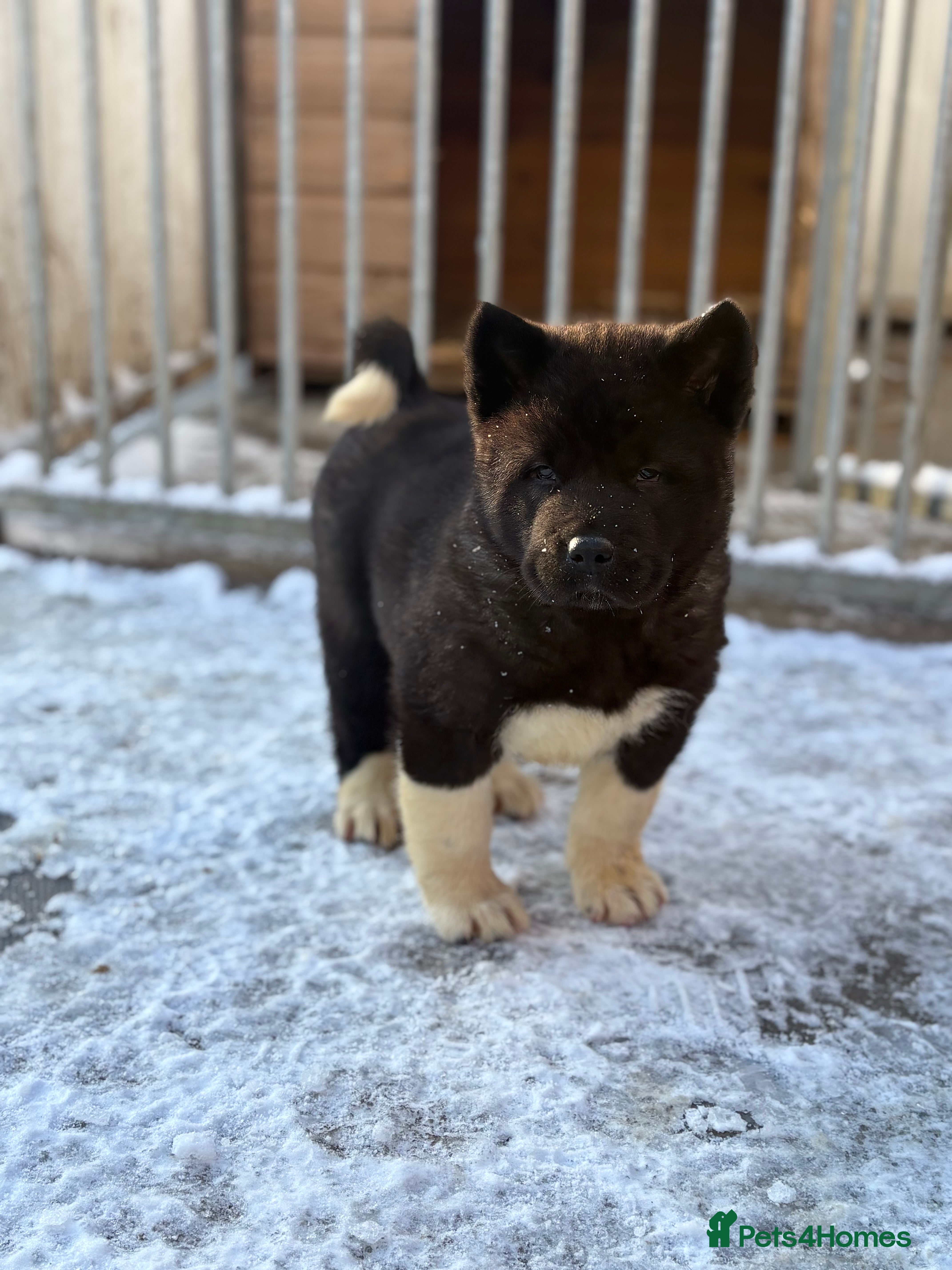 Akita dogs KC Registered American Akita Puppys READY TO LEAVE - Advert 11