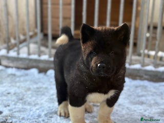 Akita dogs KC Registered American Akita Puppys READY TO LEAVE - Advert 11