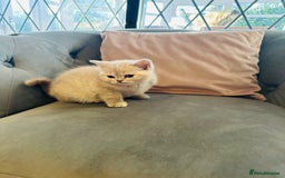 British Shorthair cats for sale: Adorable British shorthair  - Advert 5