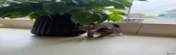 Mixed Breed cats for sale: Four kittens - Advert 5