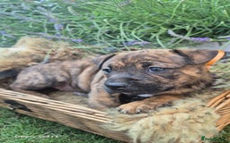 Mixed Breed dogs for sale: puppys staff × american bully  in King's Lynn - Image 10