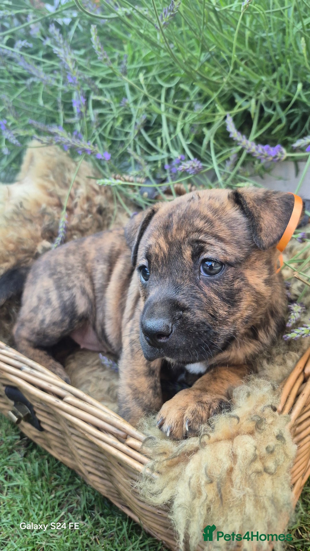 Mixed Breed dogs for sale: puppys staff × american bully  in King's Lynn - Image 10