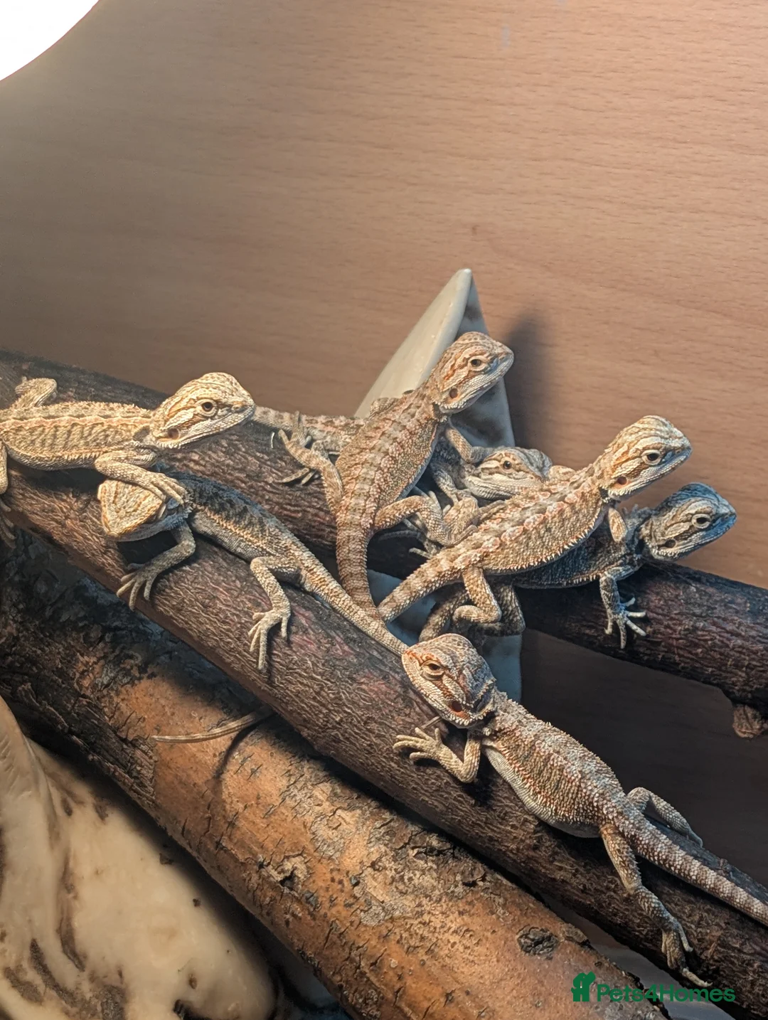 Bearded Dragon reptiles for sale: Baby Bearded Dragons  - Advert 1