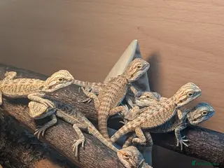Bearded Dragon reptiles Baby Bearded Dragons - Advert 16