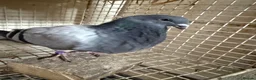 Pigeons birds for sale: Pouters & Croppers pigeons  - Advert 3