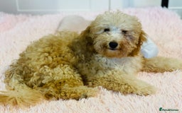 Miniature Poodle dogs for sale: 🐩♥️Kc reg miniature poodles♥️🐩 - Image 16