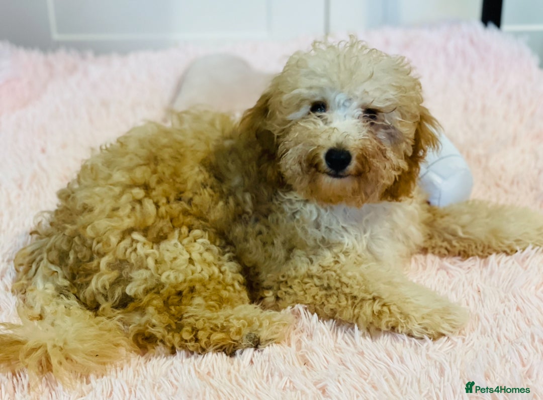 Miniature Poodle dogs for sale: 🐩♥️Kc reg miniature poodles♥️🐩 - Image 16