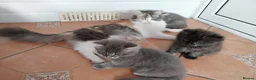Mixed Breed cats for sale: Beautiful kitten looking for home! - Advert 3