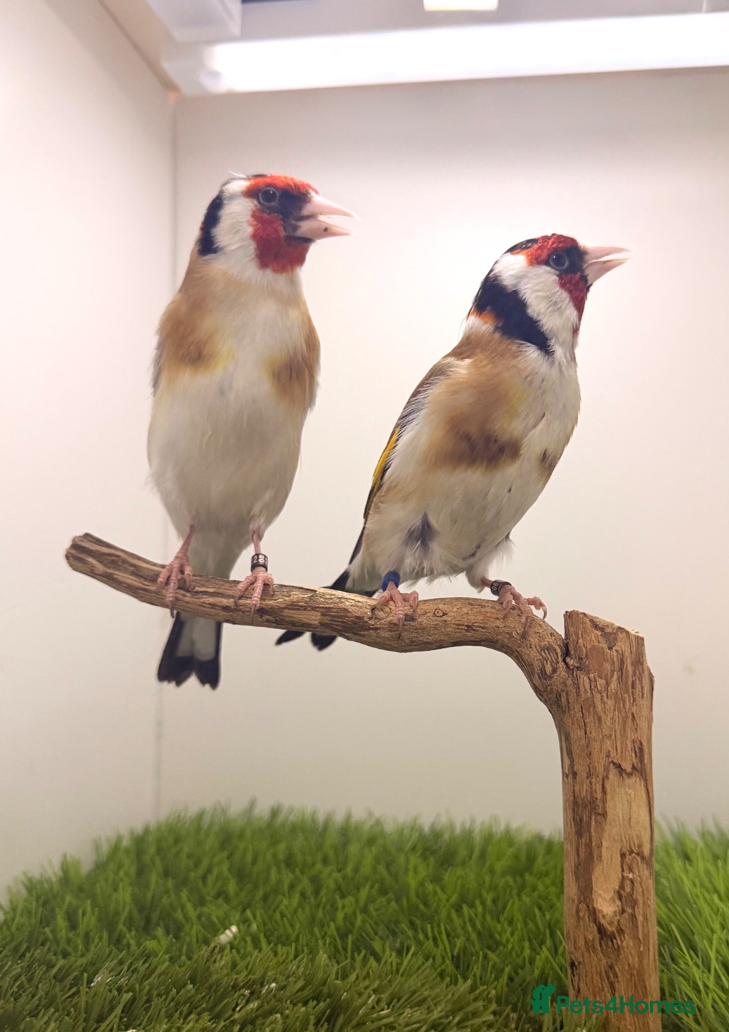 Canaries birds x2 siberian male goldfinches  - Advert 10