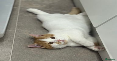 British Shorthair cats - Advert 2
