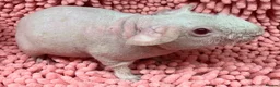 Guinea Pig rodents for sale: Female Skinny pigs in Swindon - Advert 8