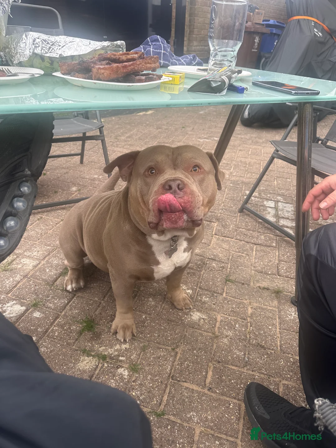 American Bully dogs for stud: Pocket bully for STUD - Advert 4