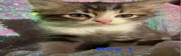 Persian cats for sale: Persian mix kittens  - Advert 13