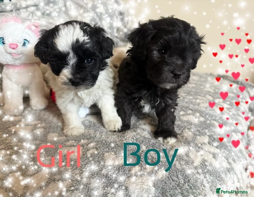 Maltipoo dogs for sale: Exceptional Genuine F1 Maltipoo puppies  - Advert 1