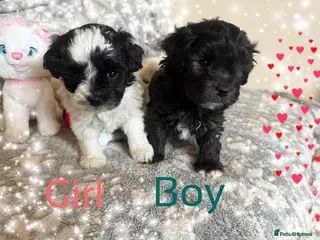 Maltipoo dogs Exceptional Genuine F1 Maltipoo puppies - Advert 2