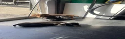Dachshund dogs for sale: Beautiful Dachshund Puppies - Advert 24