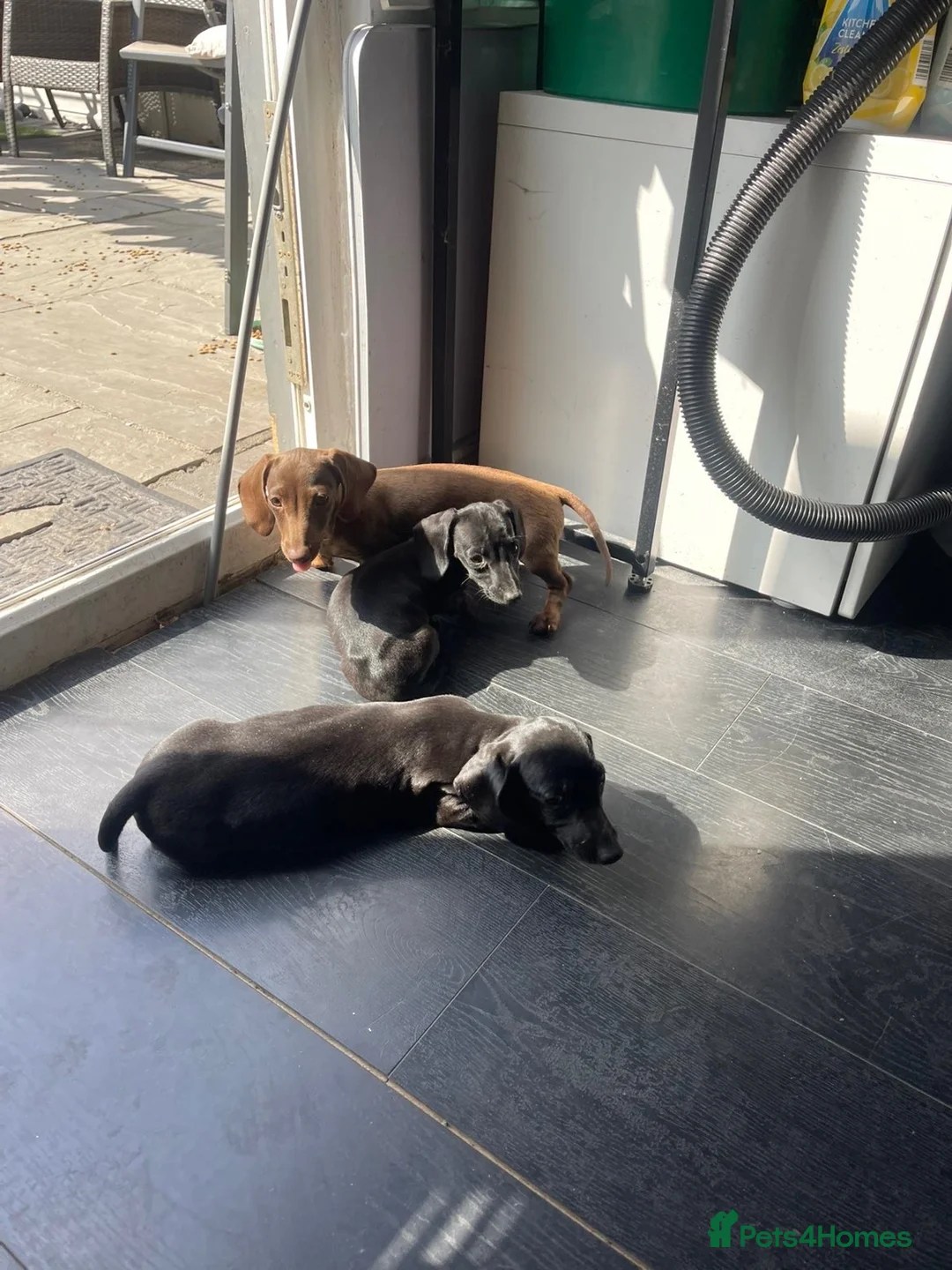 Dachshund dogs for sale: Beautiful Dachshund Puppies - Advert 24